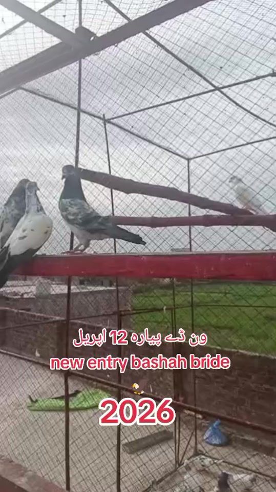 TikTok video thumbnail by mazharmahi6