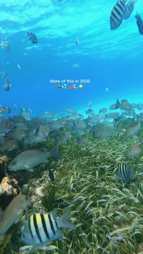 TikTok video thumbnail by xamanexperience