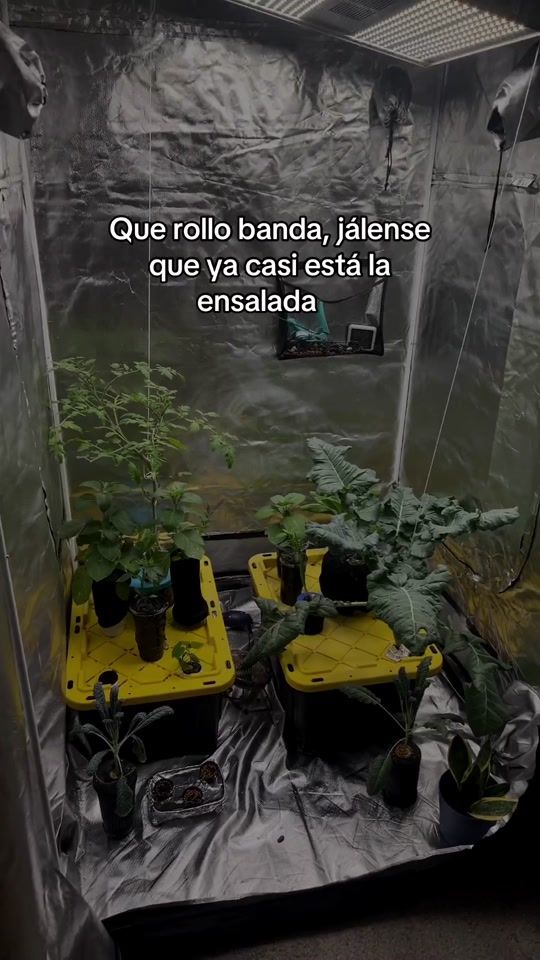 TikTok video thumbnail by bordergrower.mx