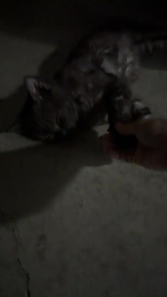 TikTok video thumbnail by qqw78i71