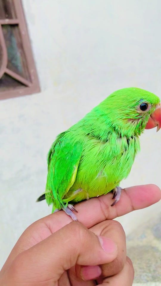 TikTok video thumbnail by fadijani01