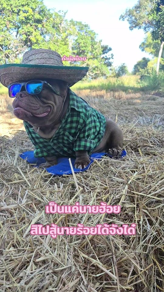 TikTok video thumbnail by mini_donut205