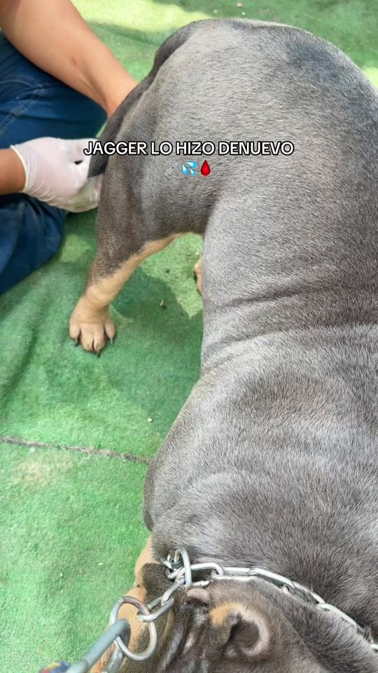 TikTok video thumbnail by master.bulls