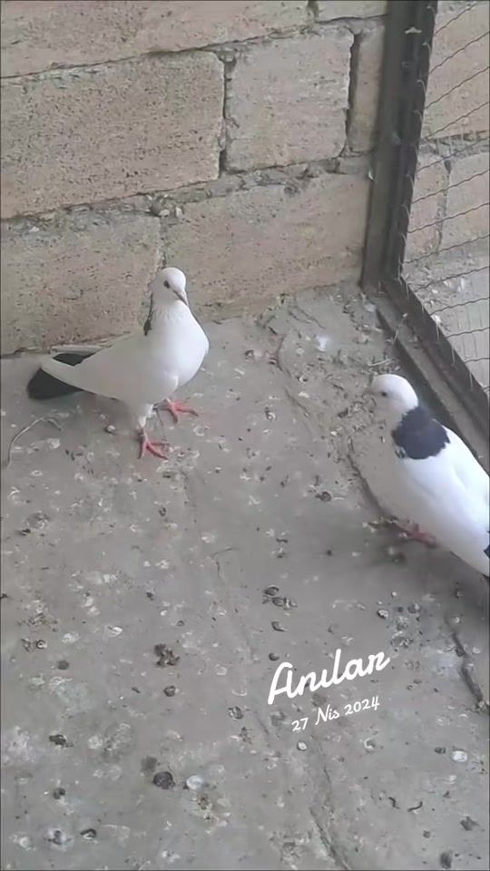 TikTok video thumbnail by 056_pigeon