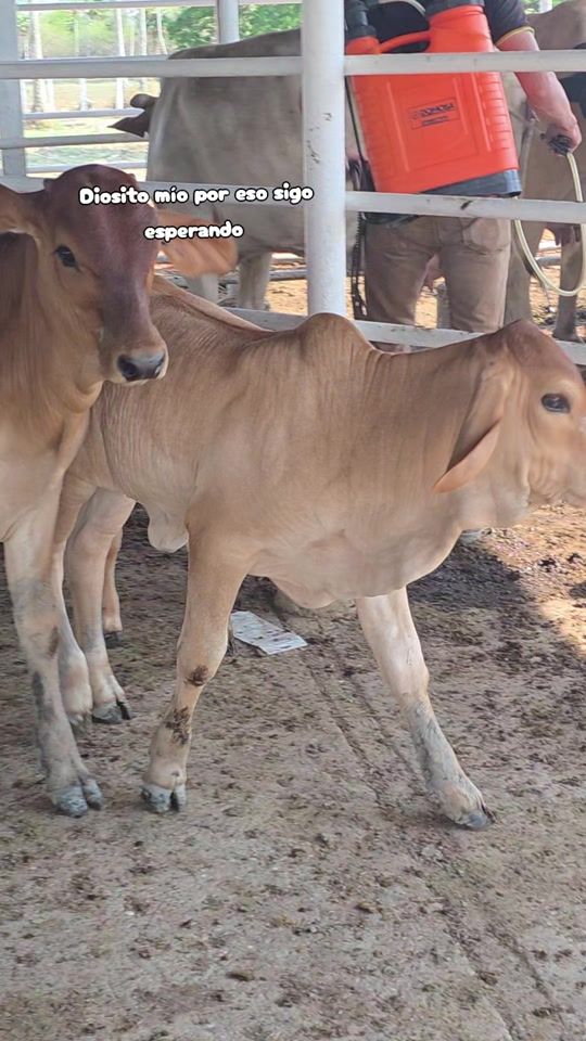 TikTok video thumbnail by valeriarojas.com14