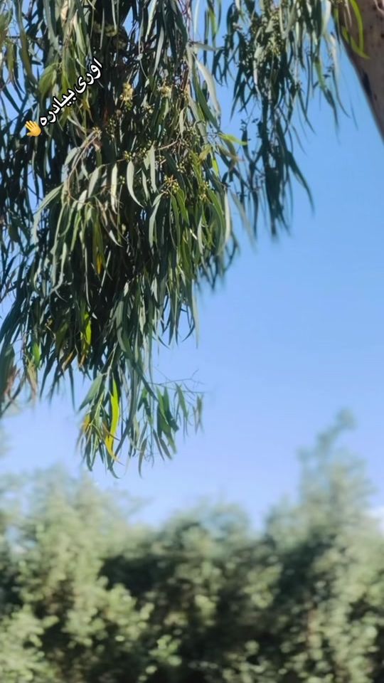 TikTok video thumbnail by shahhewad2