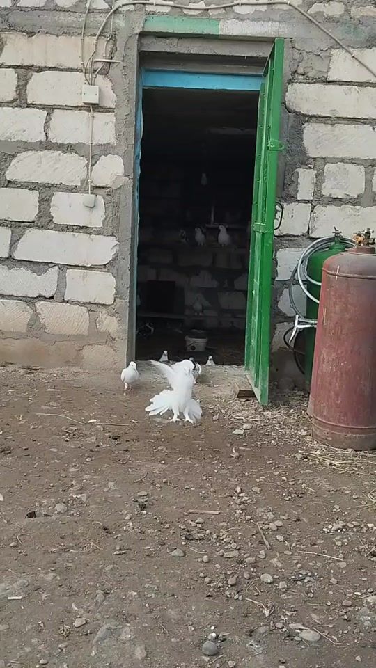 TikTok video thumbnail by azad_557_