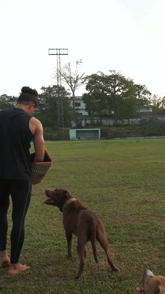 TikTok video thumbnail by tiger.pitbull