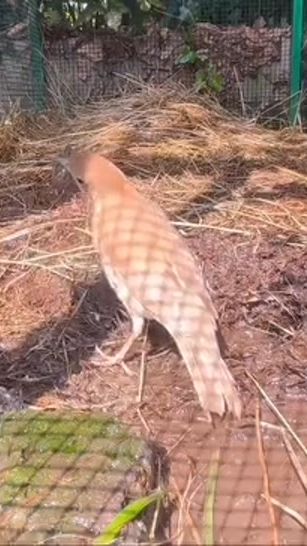 TikTok video thumbnail by alsyad02