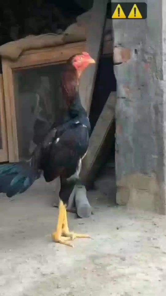 TikTok video thumbnail by m.rehman.ch