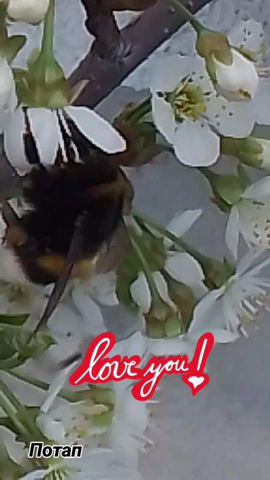 TikTok video thumbnail by patapbabaega