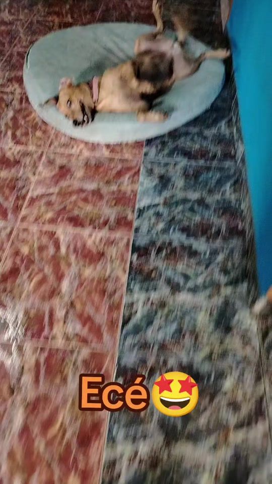 TikTok video thumbnail by rosalvags