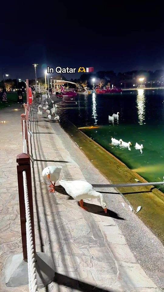 TikTok video thumbnail by abdur.rouf1000