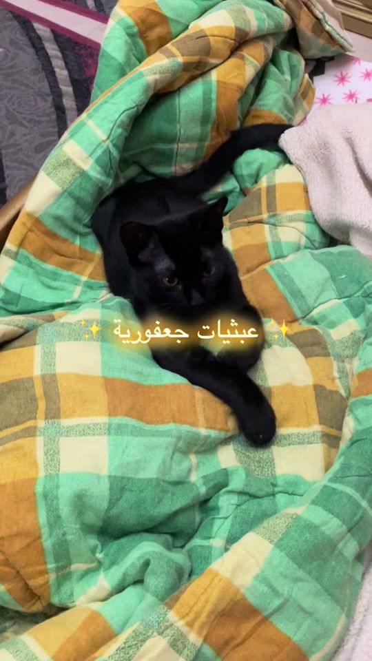 TikTok video thumbnail by mona.m.hamed