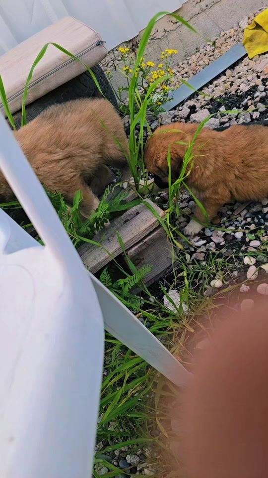 TikTok video thumbnail by halidhamza1