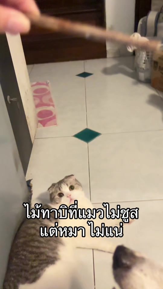 TikTok video thumbnail by bulma.verse