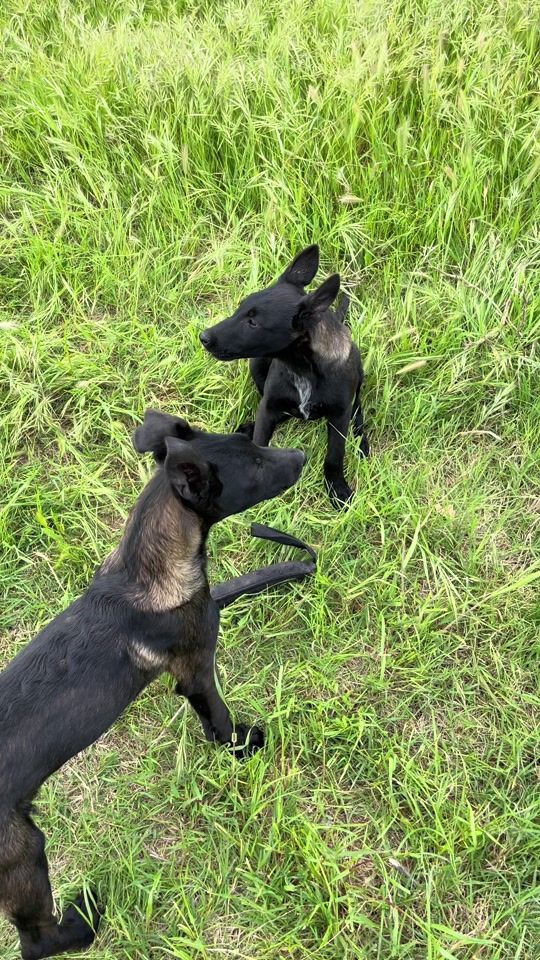 TikTok video thumbnail by belcika.malinoispuppy