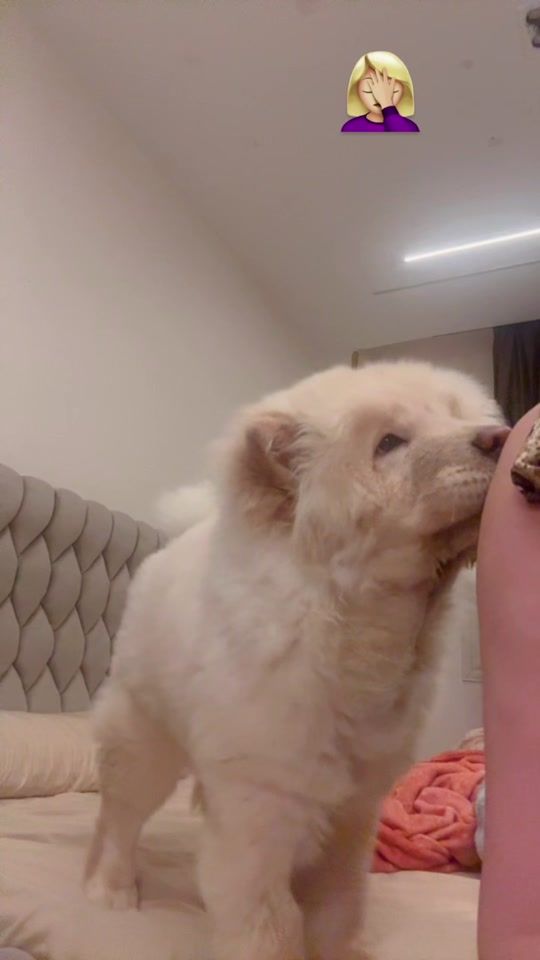 TikTok video thumbnail by boosybellydancer