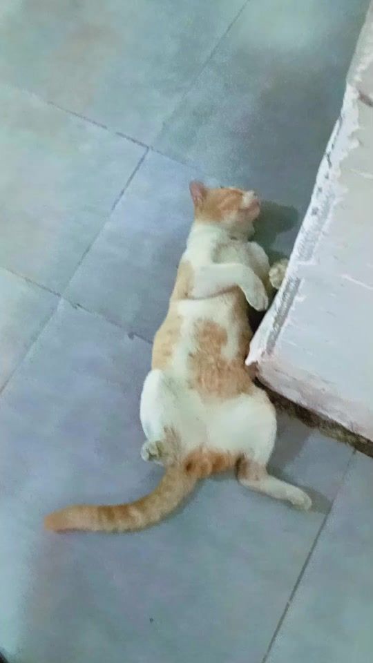 TikTok video thumbnail by rai_freestyle