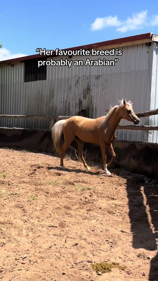 TikTok video thumbnail by that_arab_rhaenyra