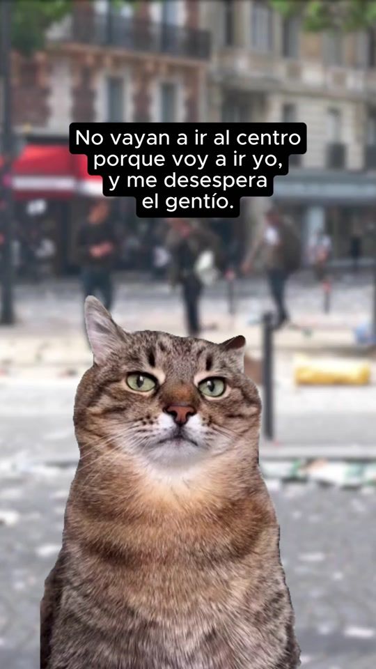 TikTok video thumbnail by tu.gato.curioso