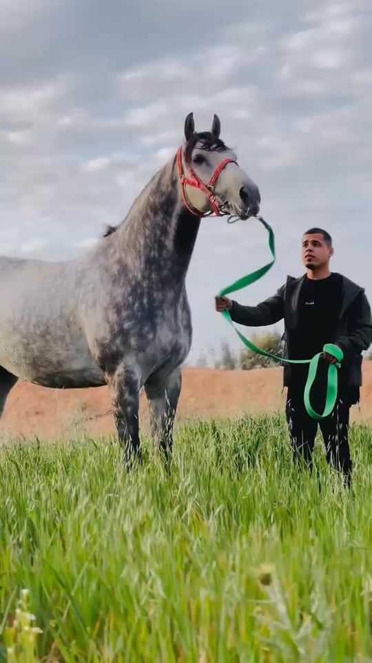 TikTok video thumbnail by libyahorses7