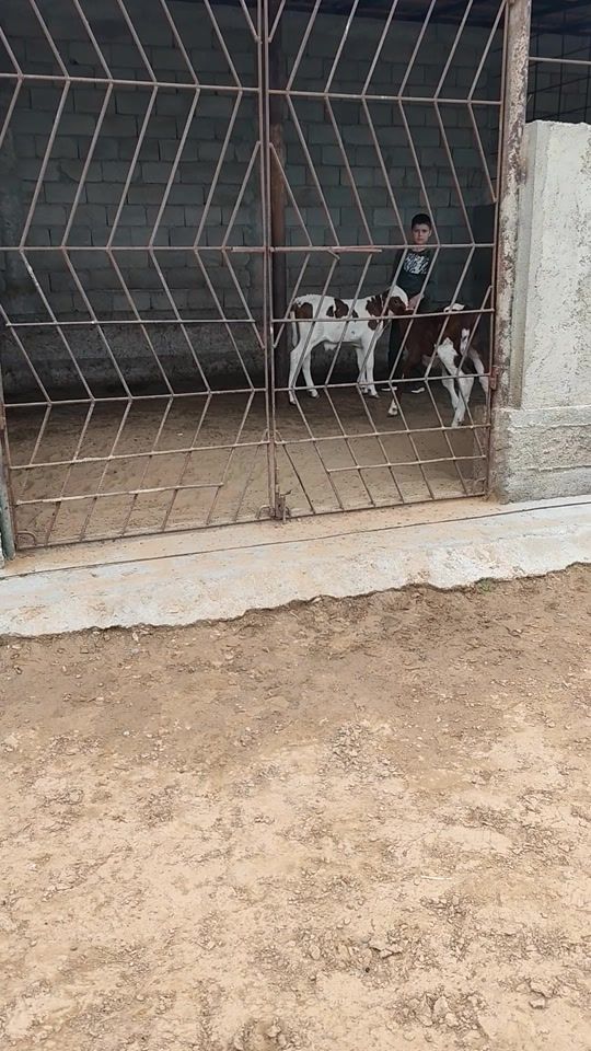 TikTok video thumbnail by chary_malchy