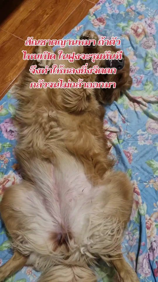 TikTok video thumbnail by sakon9158