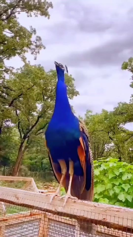 TikTok video thumbnail by mygm71