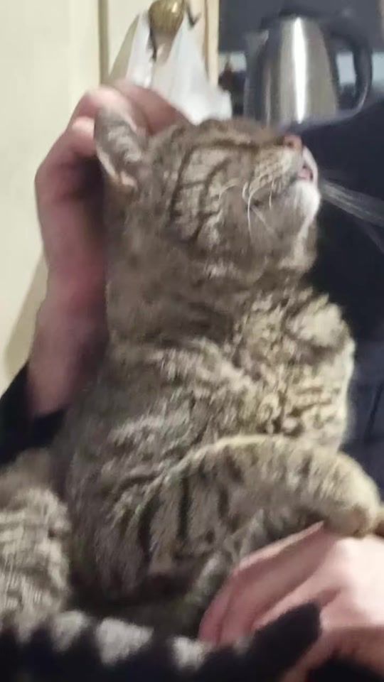 TikTok video thumbnail by vinwilator