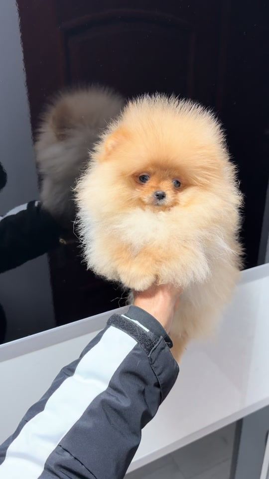 TikTok video thumbnail by lolapomsuperstar