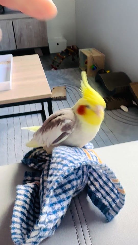 TikTok video thumbnail by ginger_3112