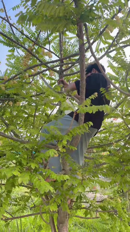 TikTok video thumbnail by pkhamooofficial