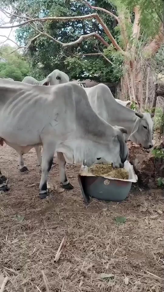 TikTok video thumbnail by lovernacular10