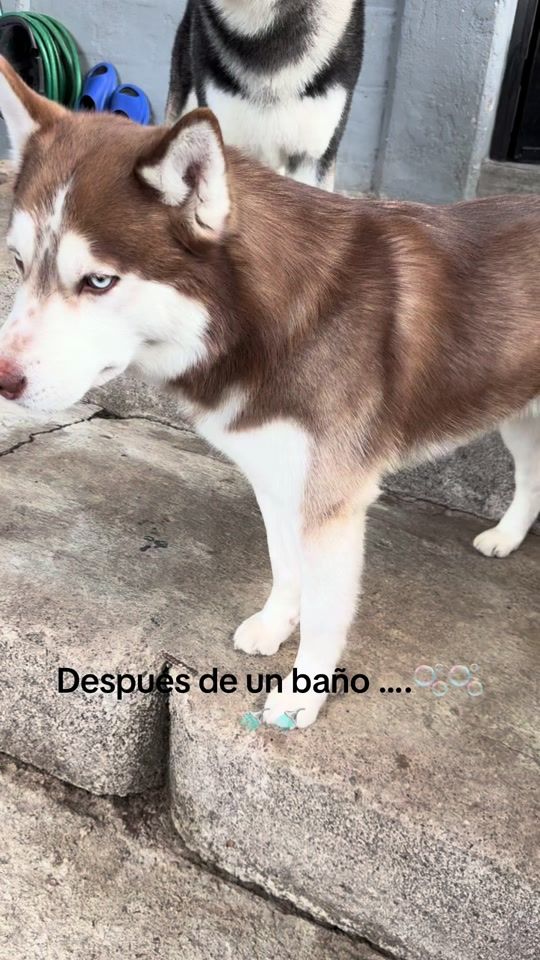 TikTok video thumbnail by lukacdmx