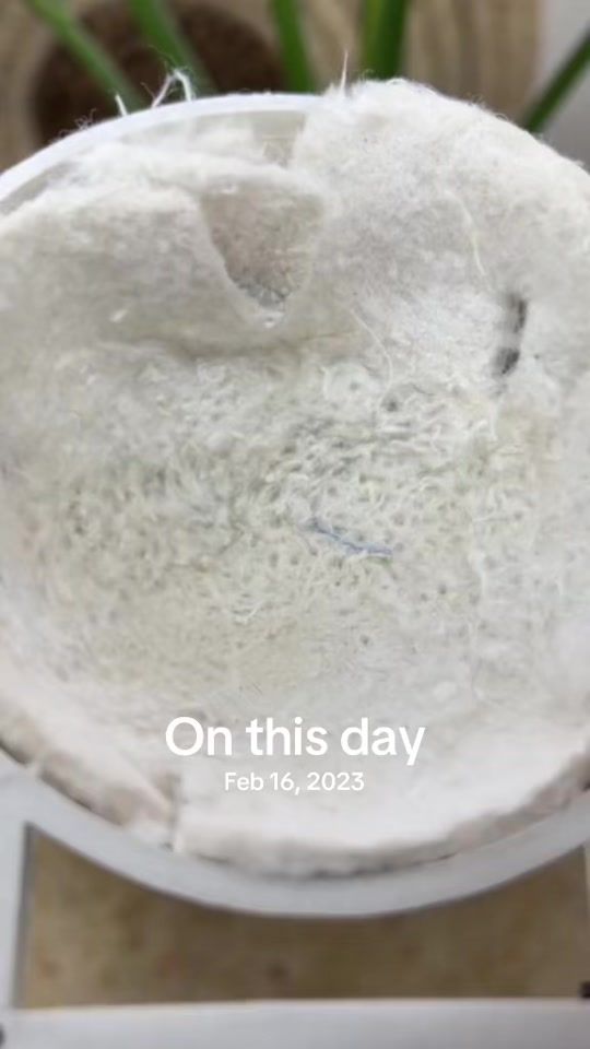 TikTok video thumbnail by aalihazz