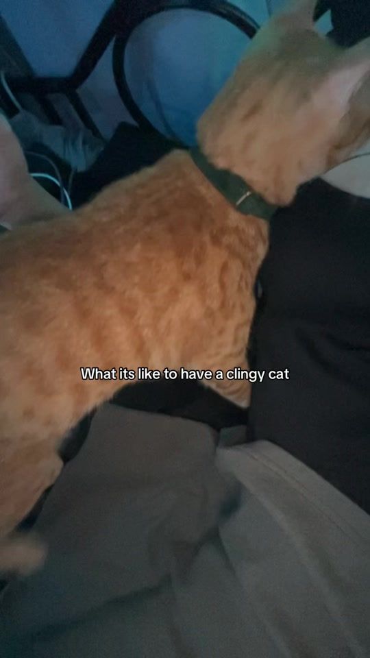 TikTok video thumbnail by anchaietyy