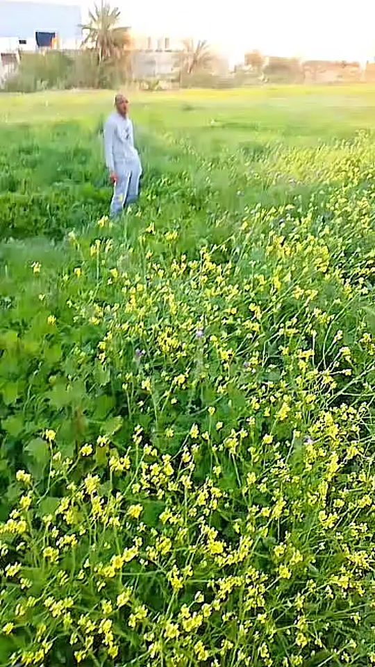 TikTok video thumbnail by wildaljanoub