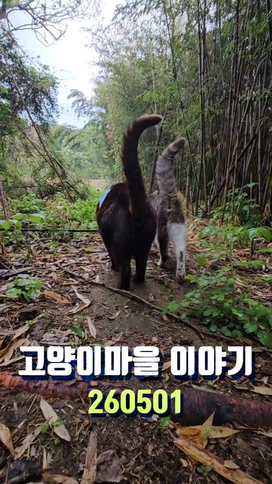 TikTok video thumbnail by 11cat1dog