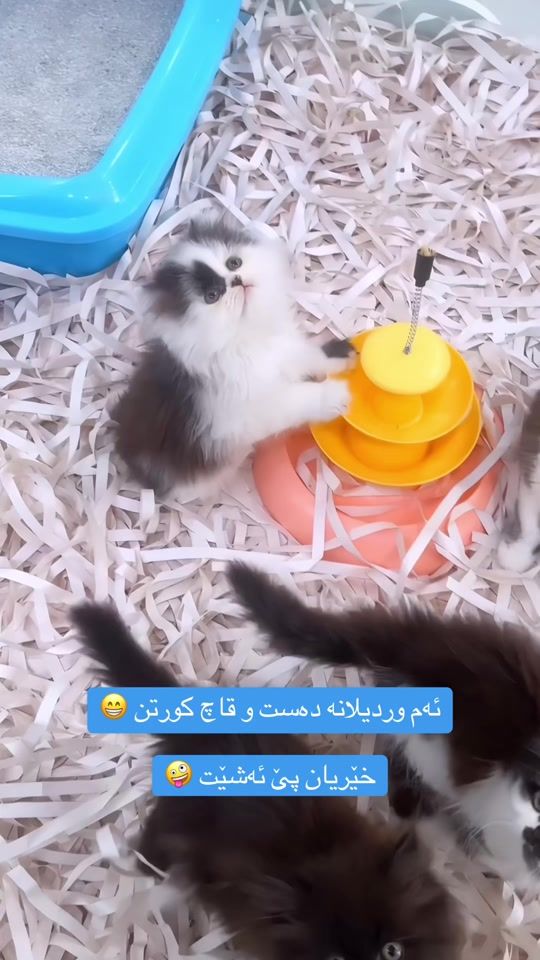 TikTok video thumbnail by animalls.home