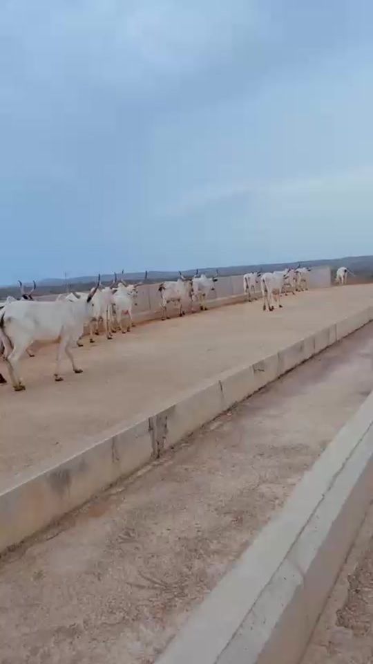 TikTok video thumbnail by starrr_834