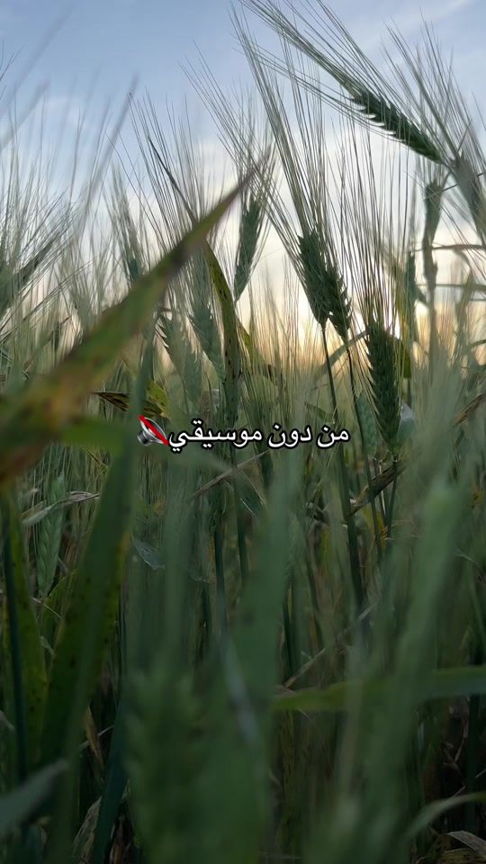 TikTok video thumbnail by majeed_svl0
