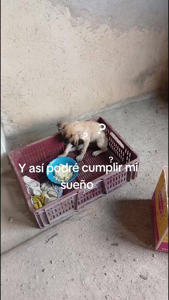 TikTok video thumbnail by yasedfernandez