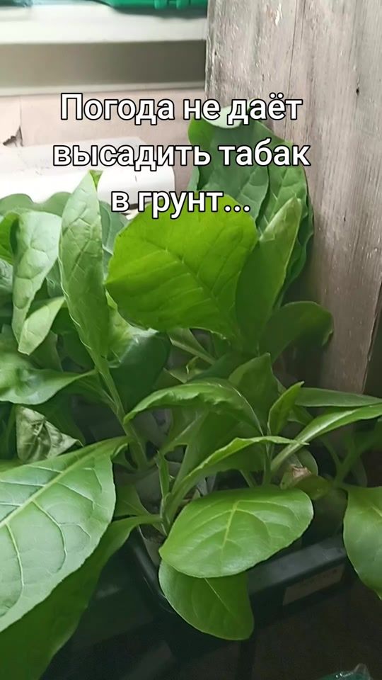 TikTok video thumbnail by evgenyosh_official