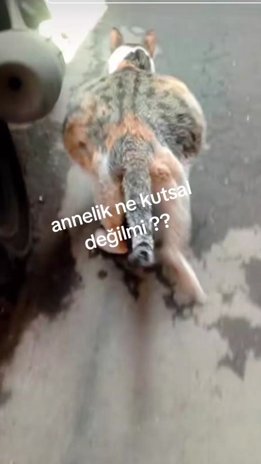 TikTok video thumbnail by atababatuana