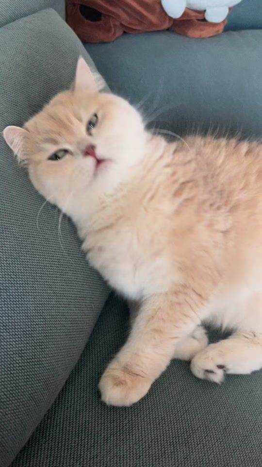 TikTok video thumbnail by hobakmayo