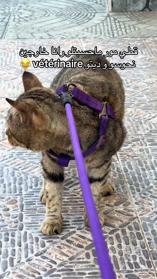 TikTok video thumbnail by iwi_amr