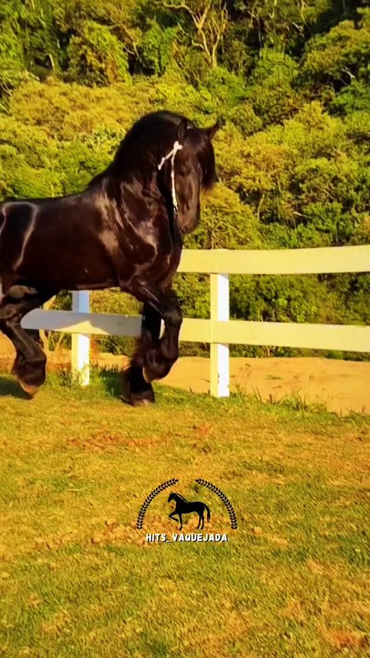 TikTok video thumbnail by hits_vaquejadaa