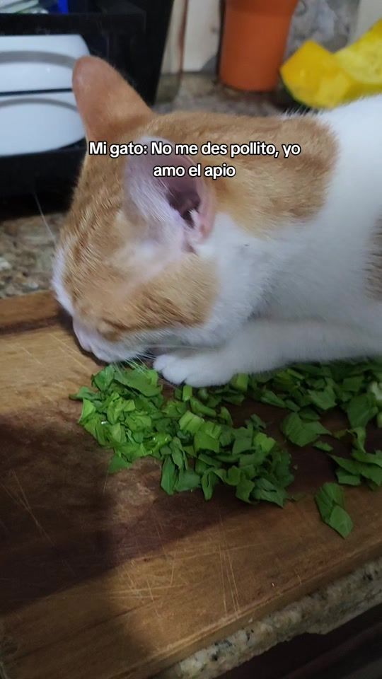 TikTok video thumbnail by moibarriga