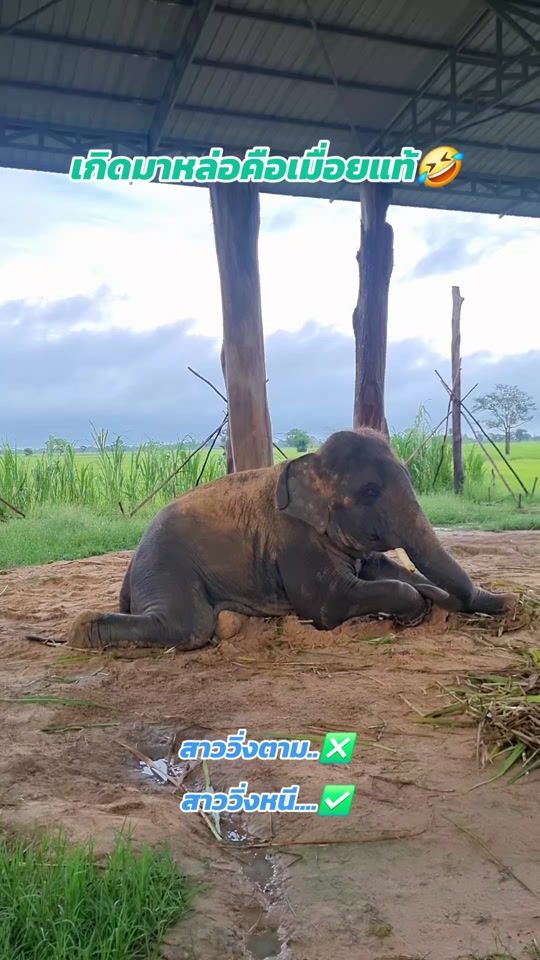 TikTok video thumbnail by chang_cub